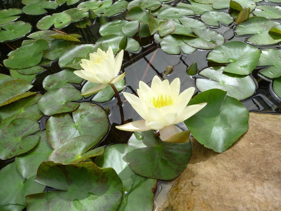 Photographic Background Water