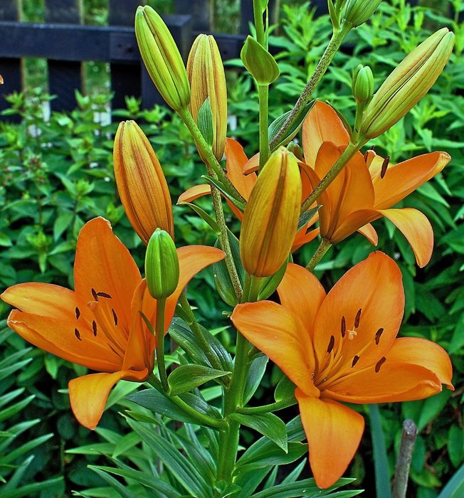 Lily The Flower Flower Cup