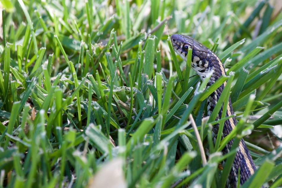 Snake In The Grass Garden Snake