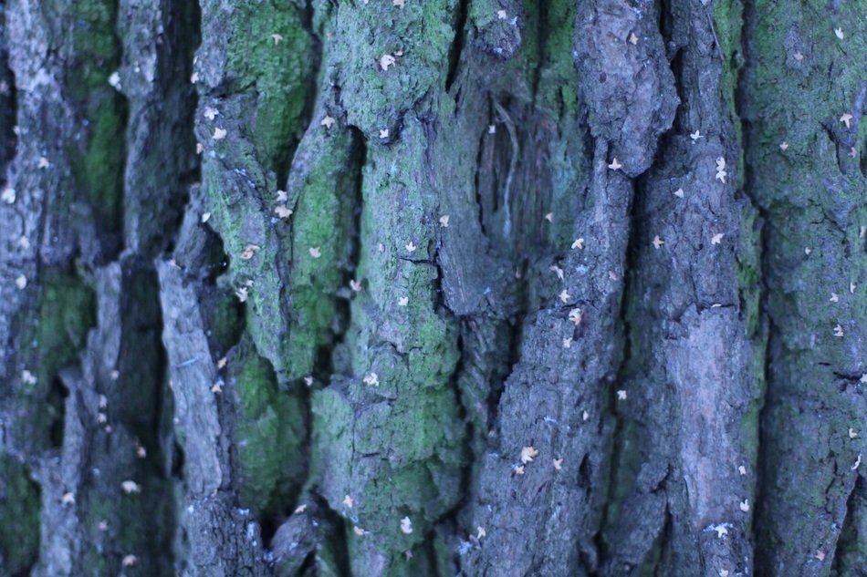 Tree Background Texture