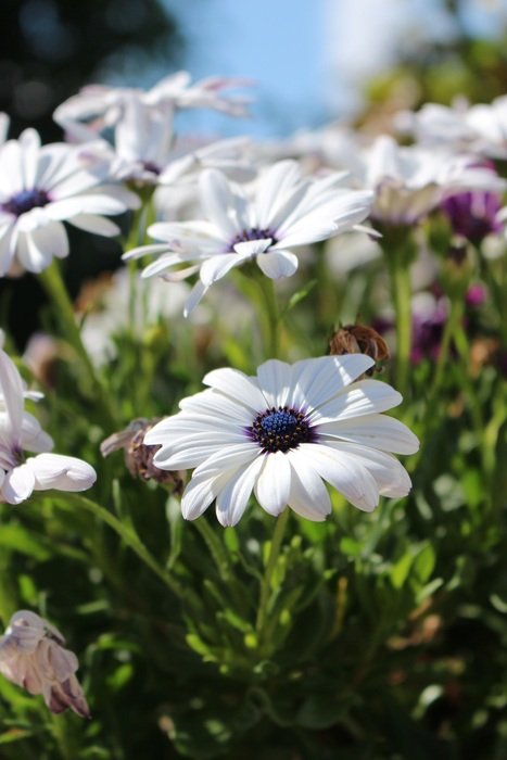 Flower Flowers Natural White