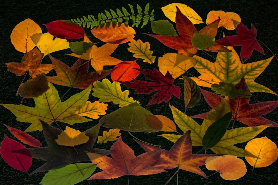 fall leaves on a black background