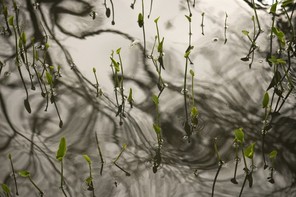 Water Plant Nature Lake