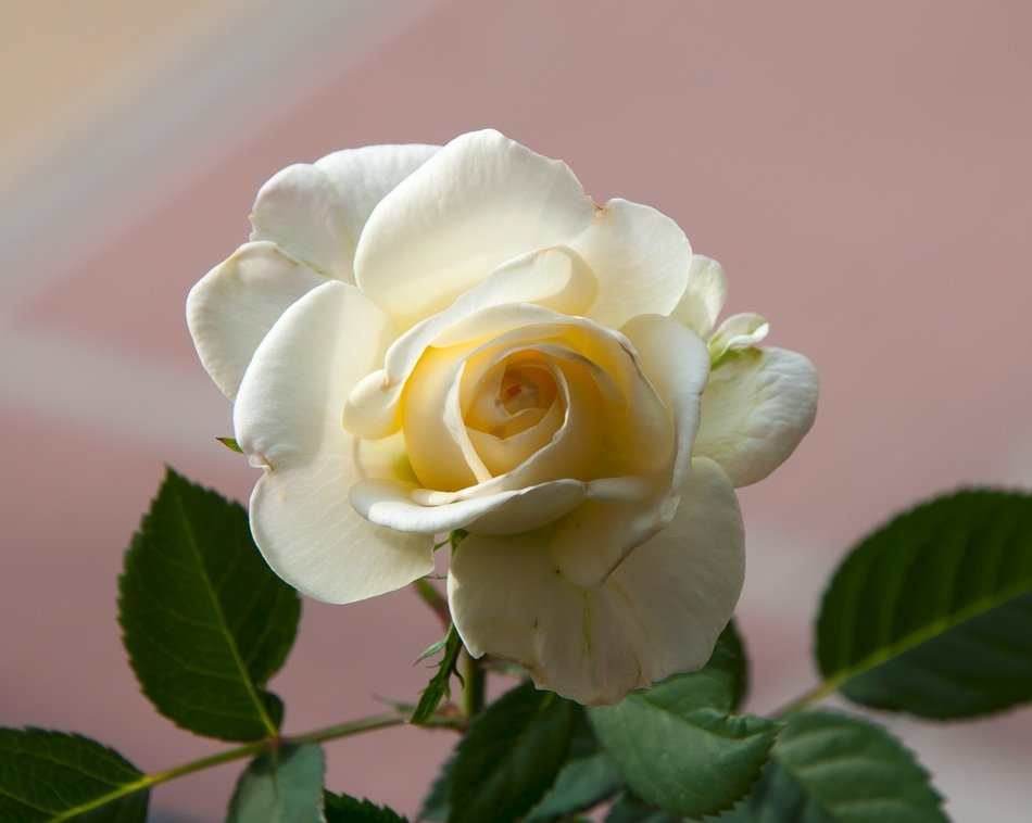 Rosa Petals White Roses Texture