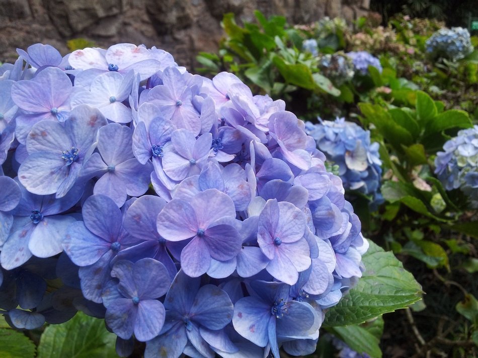 Flower Blue Nature Flowers