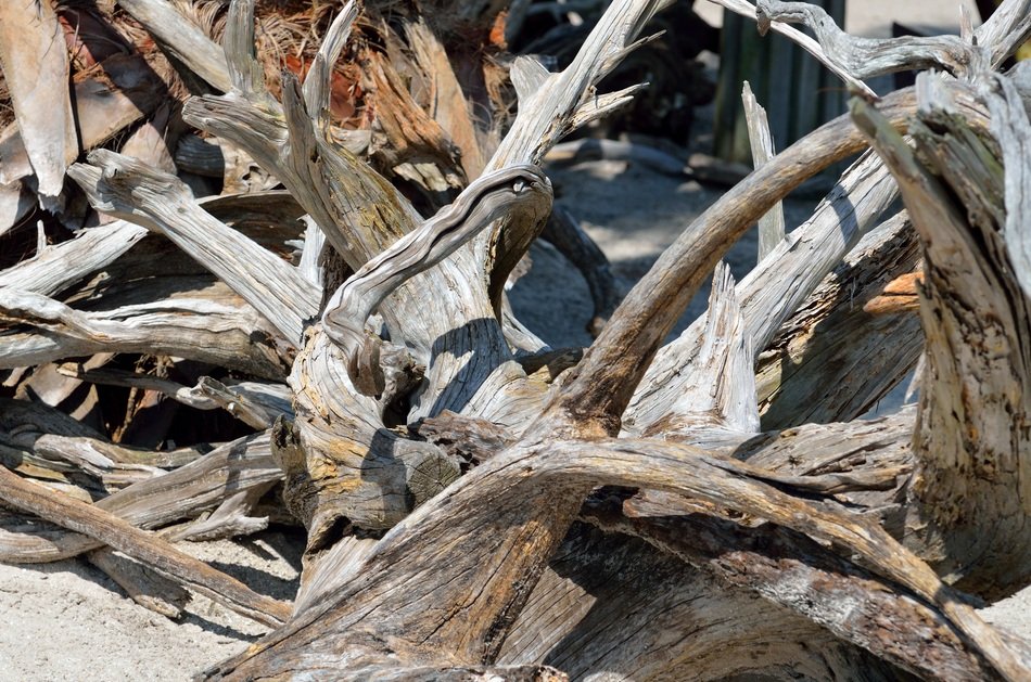 Driftwood Beach Background