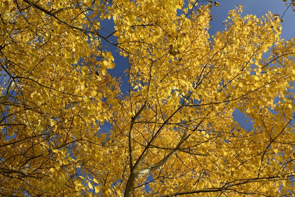 Autumn Color Golden Autumn