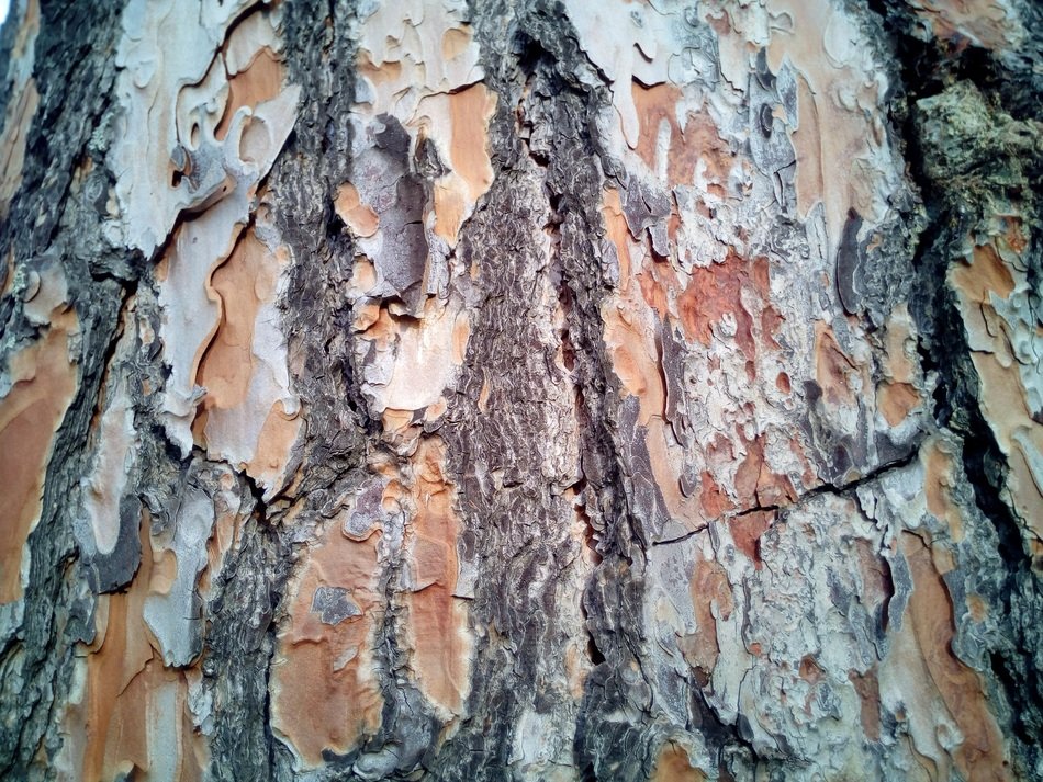 Trunk Bark Texture Background