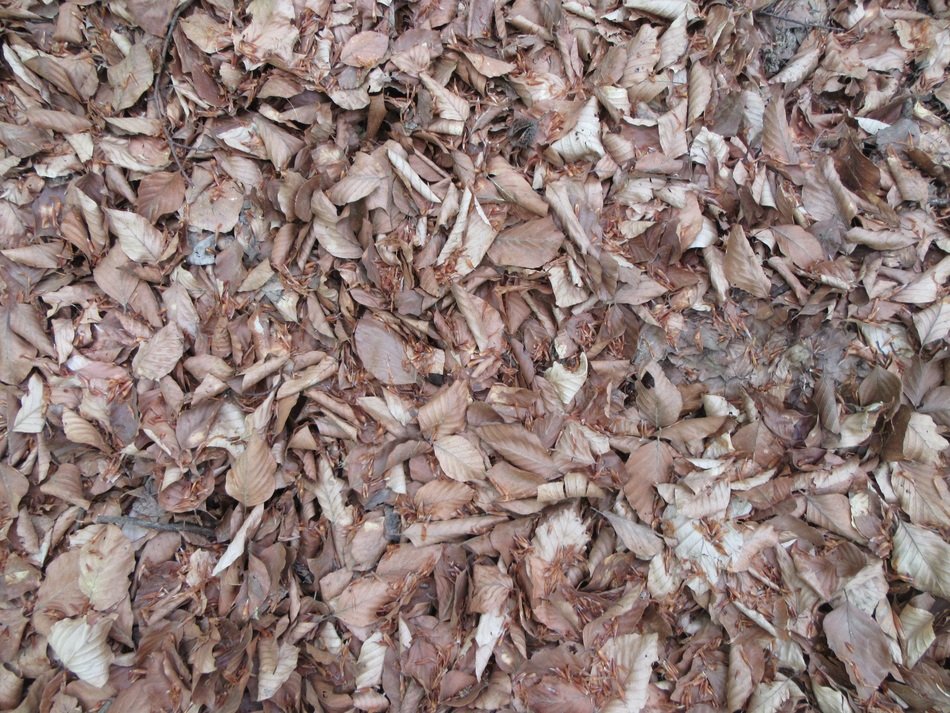 Leaves Brown Nature Pattern