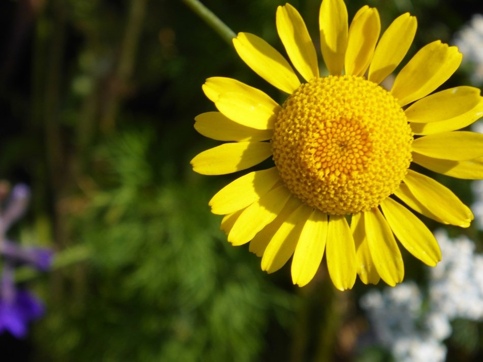 Sun Hat Pallida Blossom Bloom
