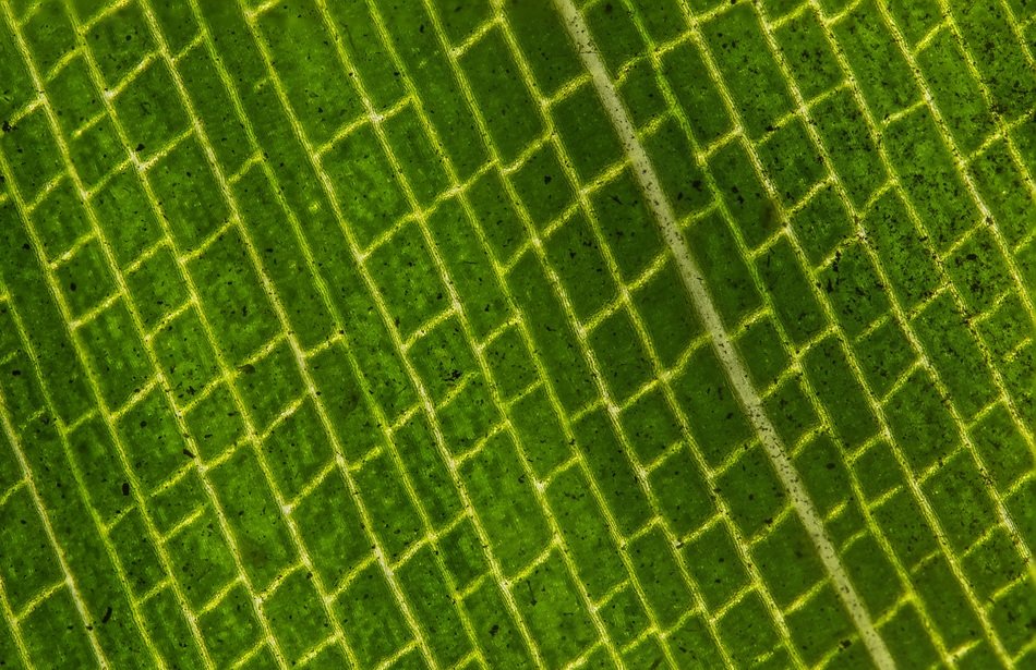 background with green leaf closeup