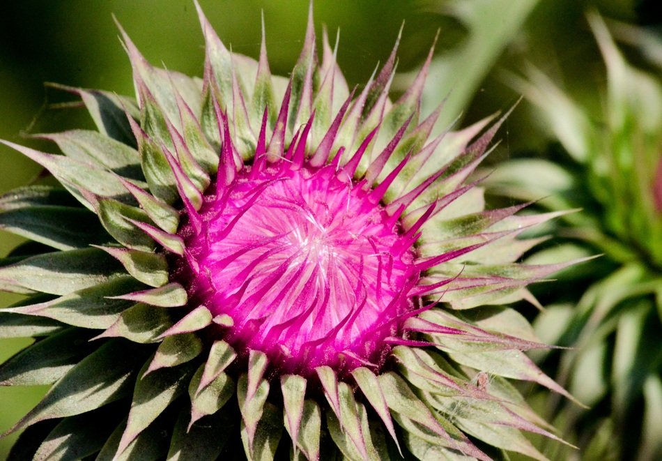 Spina Flower Skewer Thistle