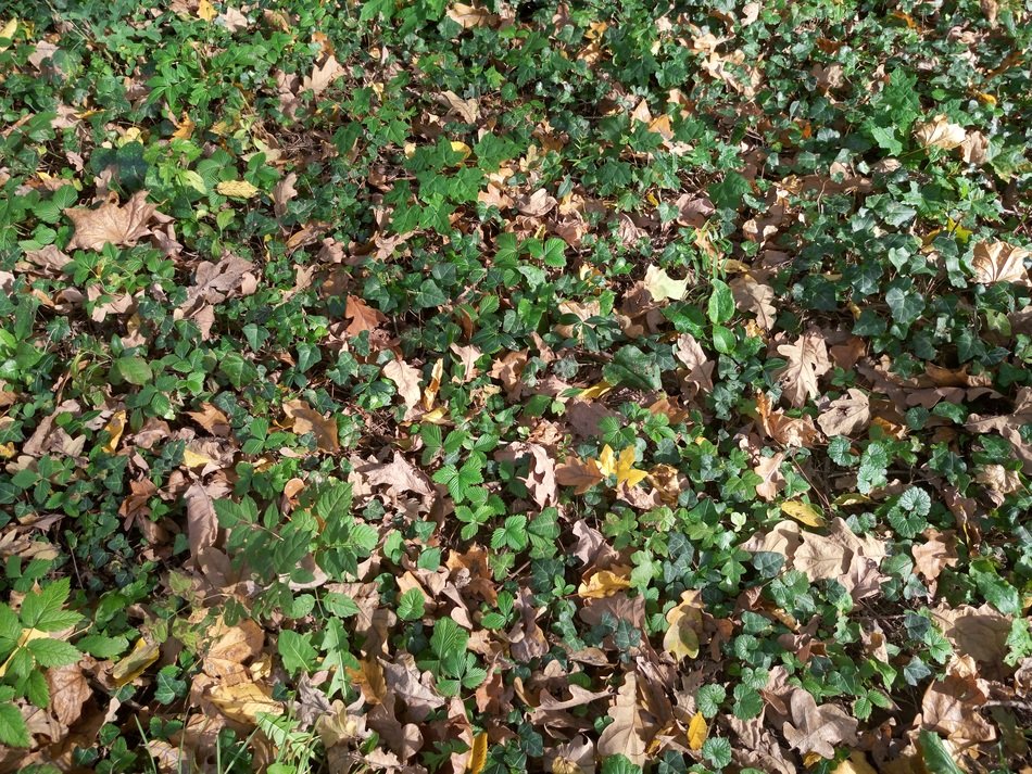 Texture Green Leaves Forest