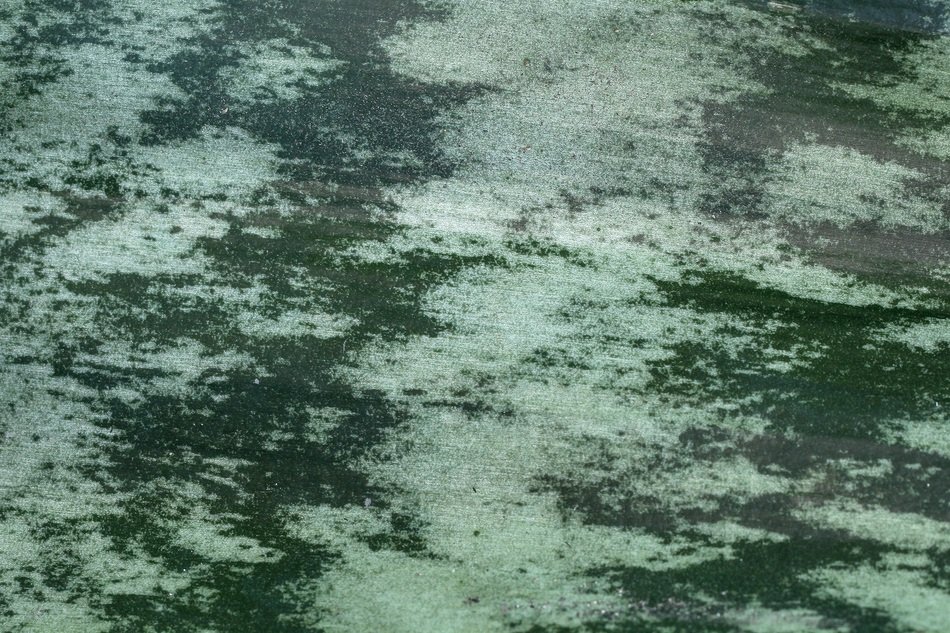 Leaf Plant Pattern Texture