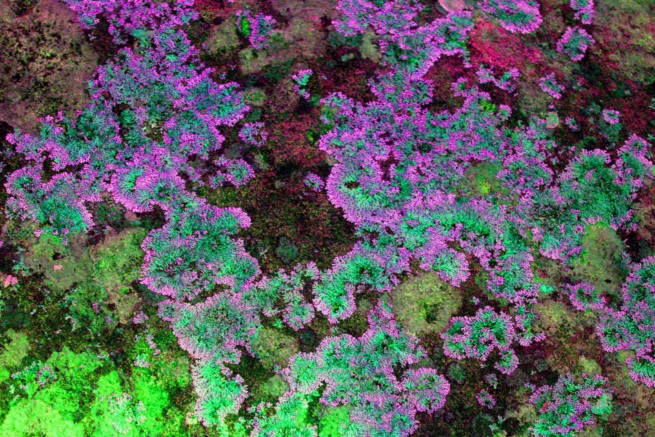 Moss Rocks