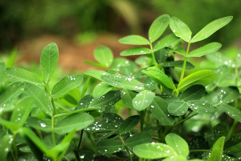 The Scenery Still Life Plant