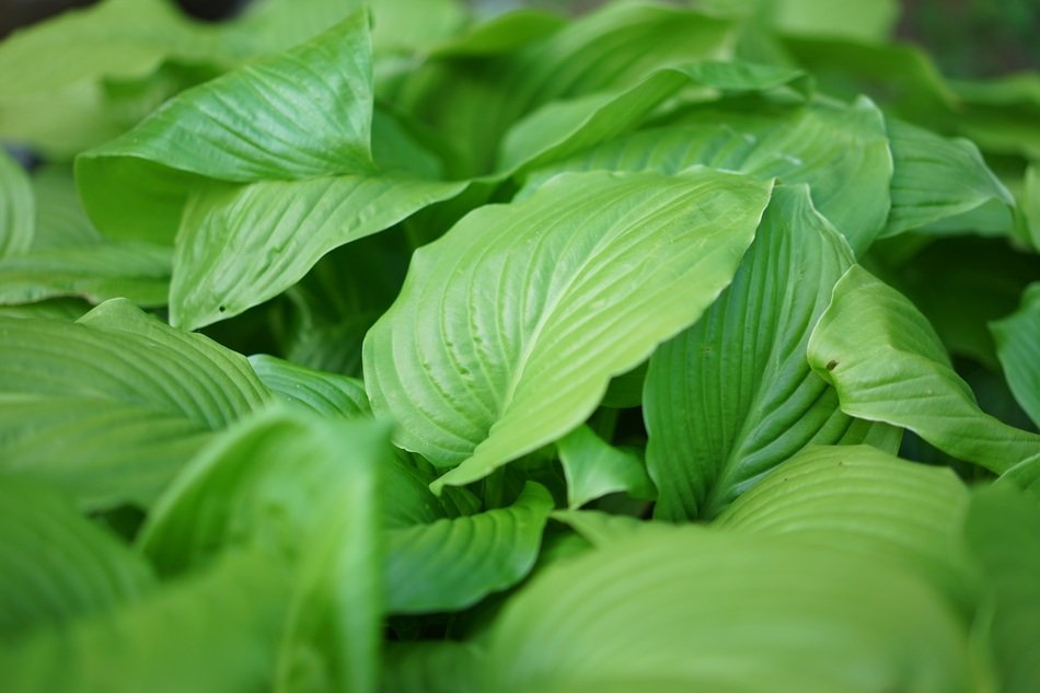 Plants Basho Pattern Wipes