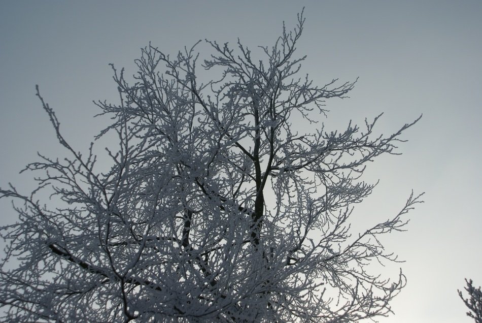 Background Snow Freezing Tree