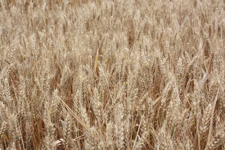 Background Images Wheat Barley