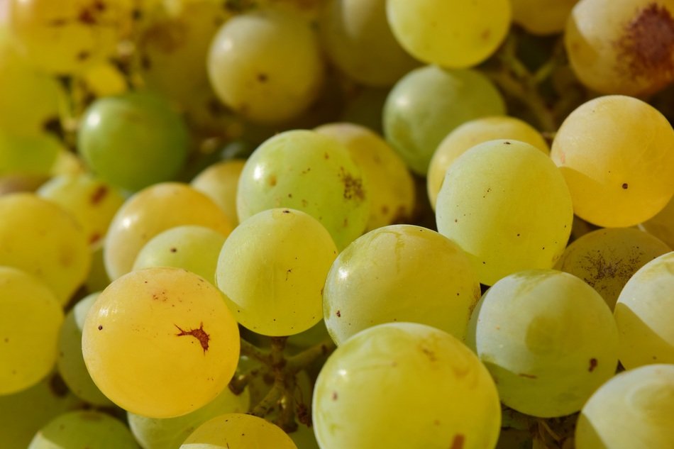 Grapes Close Fruit Healthy