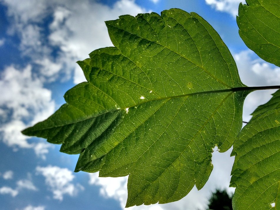 Leaf Veins Rip Green Sky