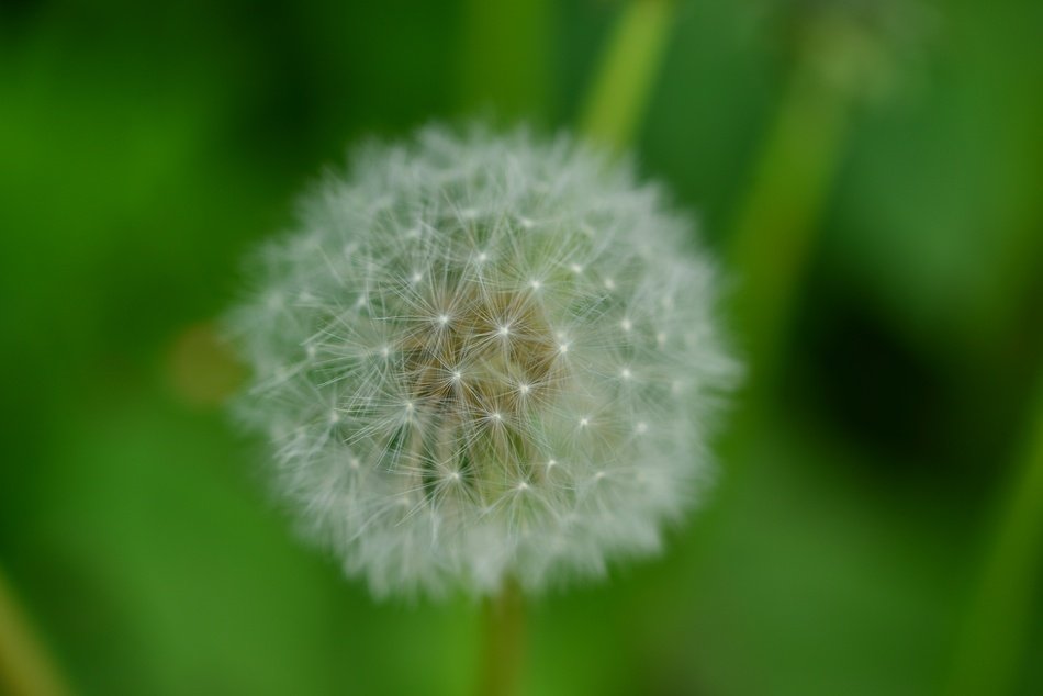 Dandelion Background Nature
