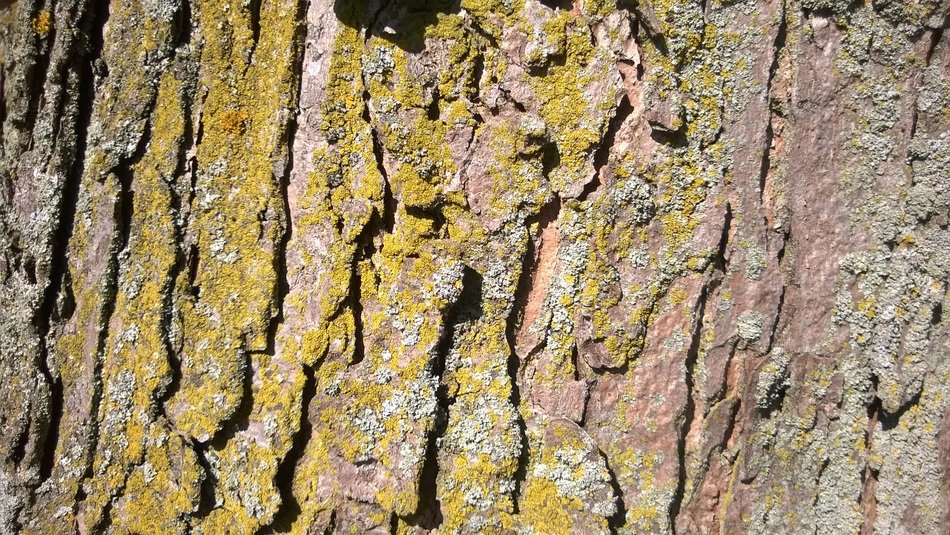Bark Tree Wood Background Maple