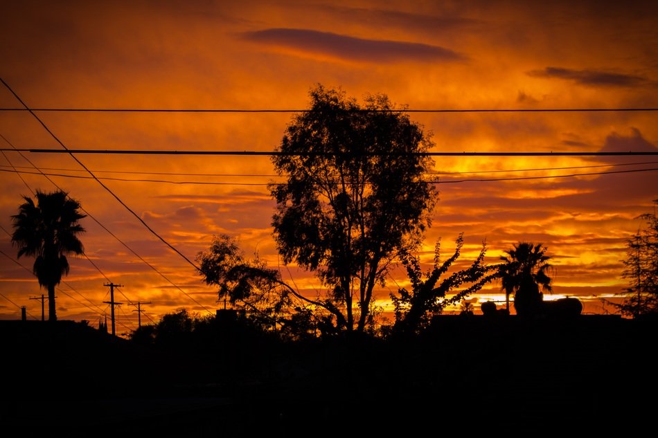 Tree Sunset Landscape Evening