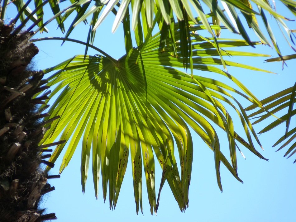 Palm Leaf Wedel Green Leaves