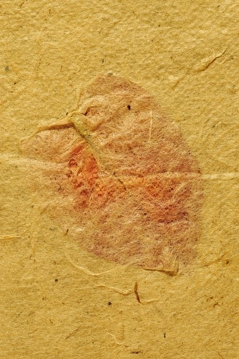 red leaf on the parchment paper