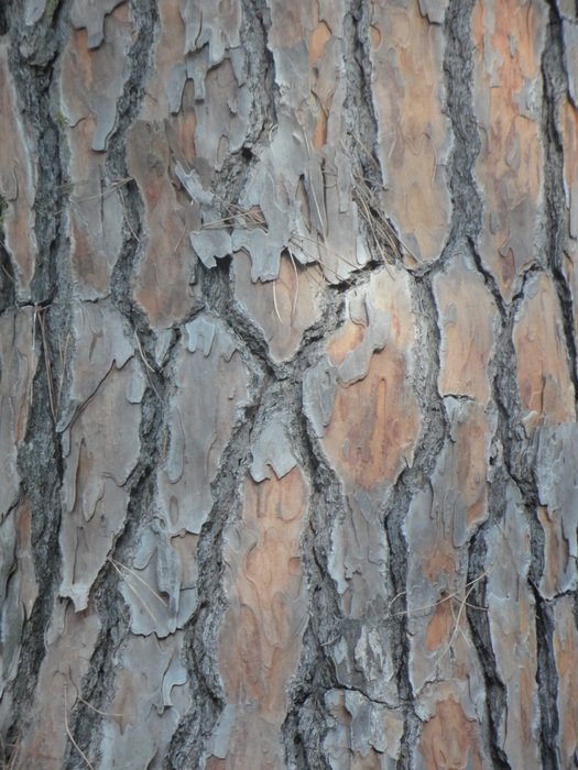 Pine Bark Tribe Background