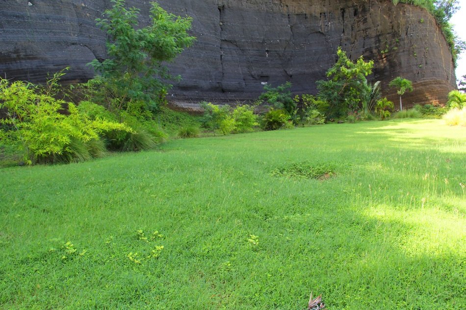 Plant Grass Rock Grenada