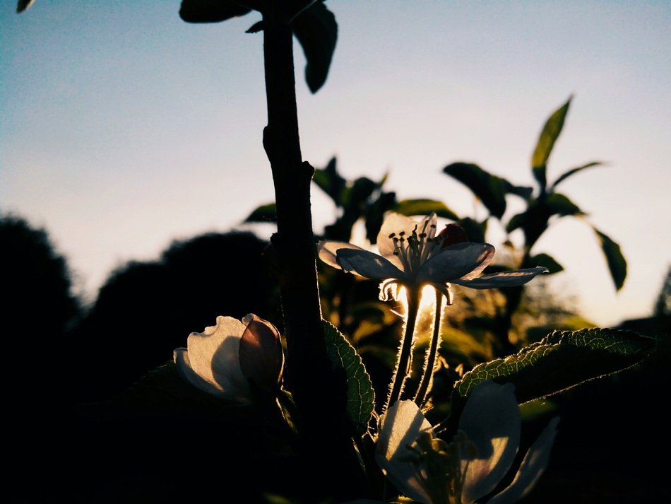 Flower Apple Tree Bloom Spring