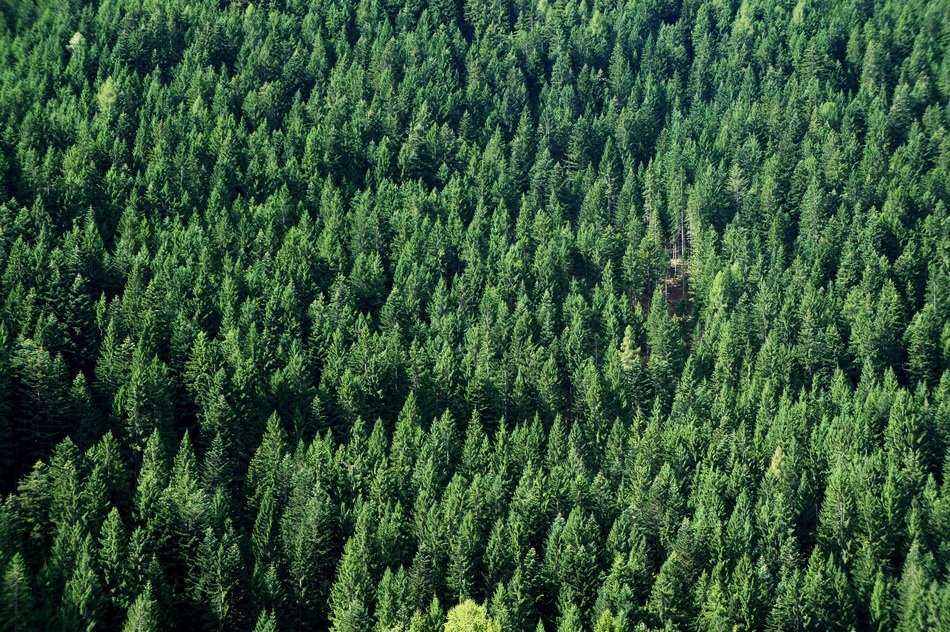 Forest Firs Green Background