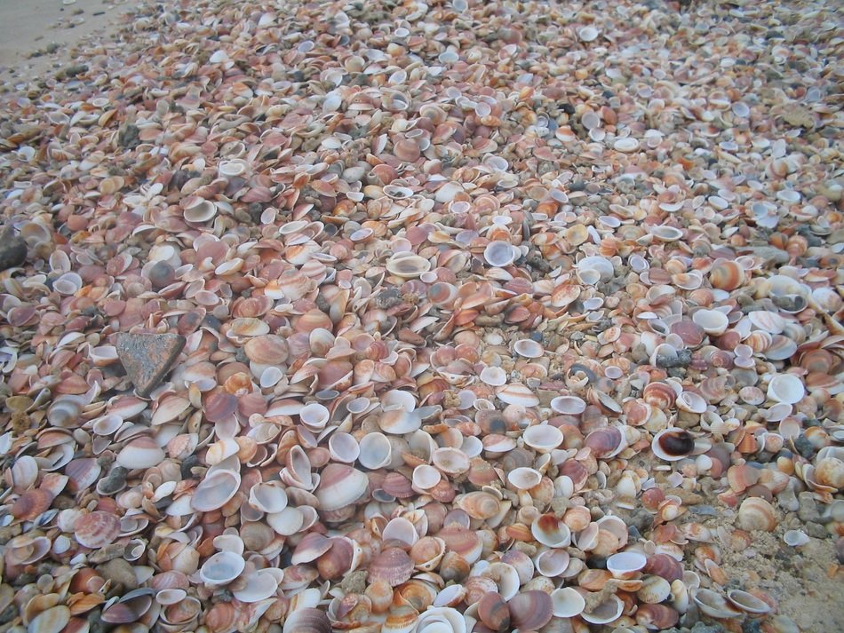 brown seashells on the ground