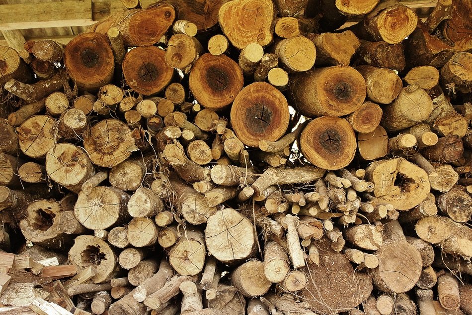 Wood Tree Forest Industry