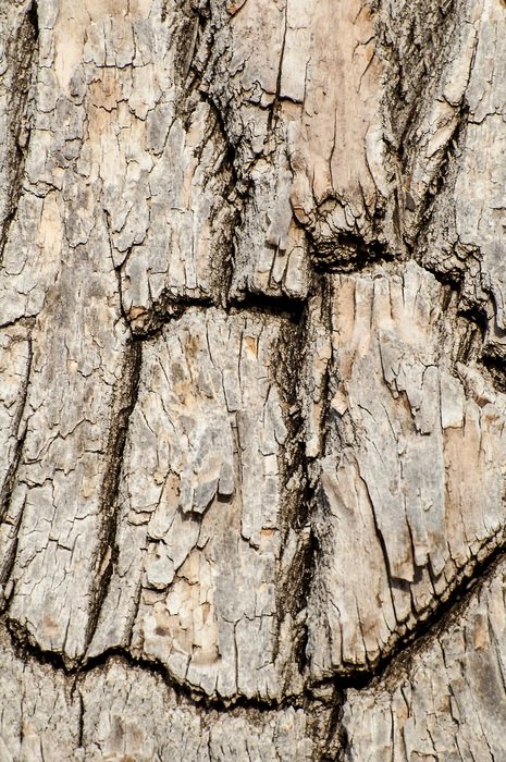 Tree Bark Wood Cracked Tree