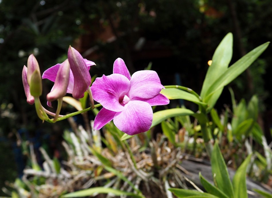 Orchid Colorful Flowers Nature