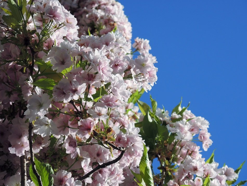 Flowers Spring Nature Sky