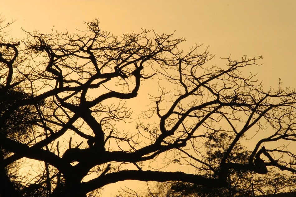 Tree Tree Silhouette Backlight