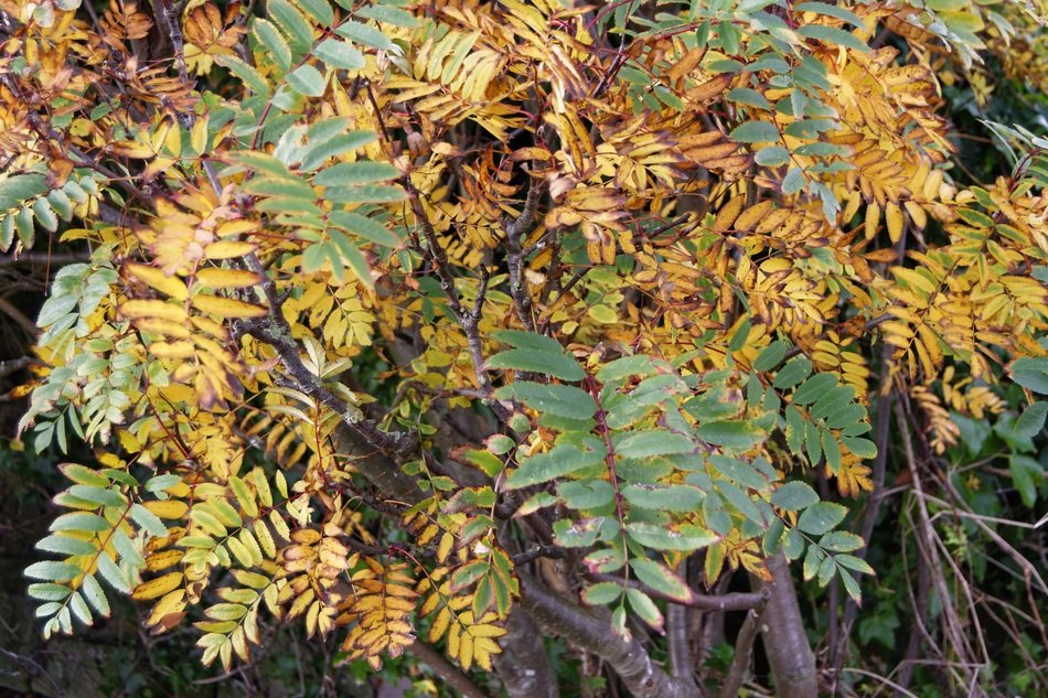 Autumn Autumn Leaves Tree