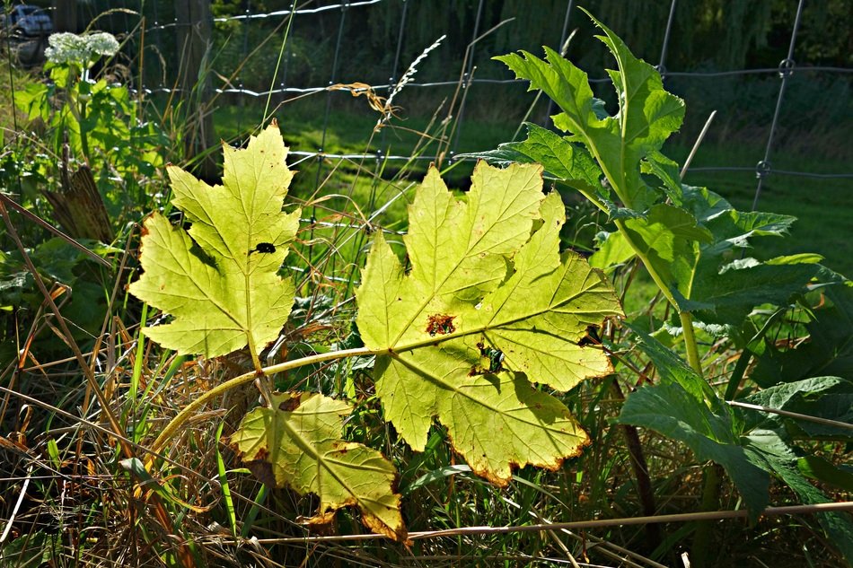 Leaf Plant Vein Vegetation
