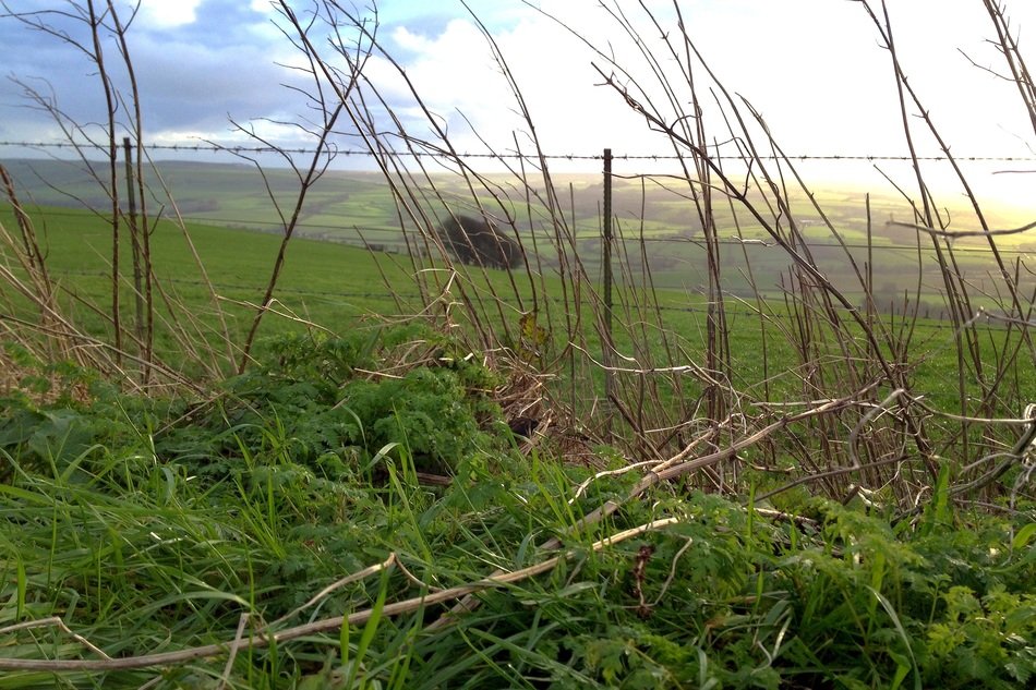 Nature Background Field Natural