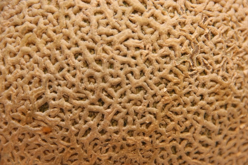 Texture Melon Fruit