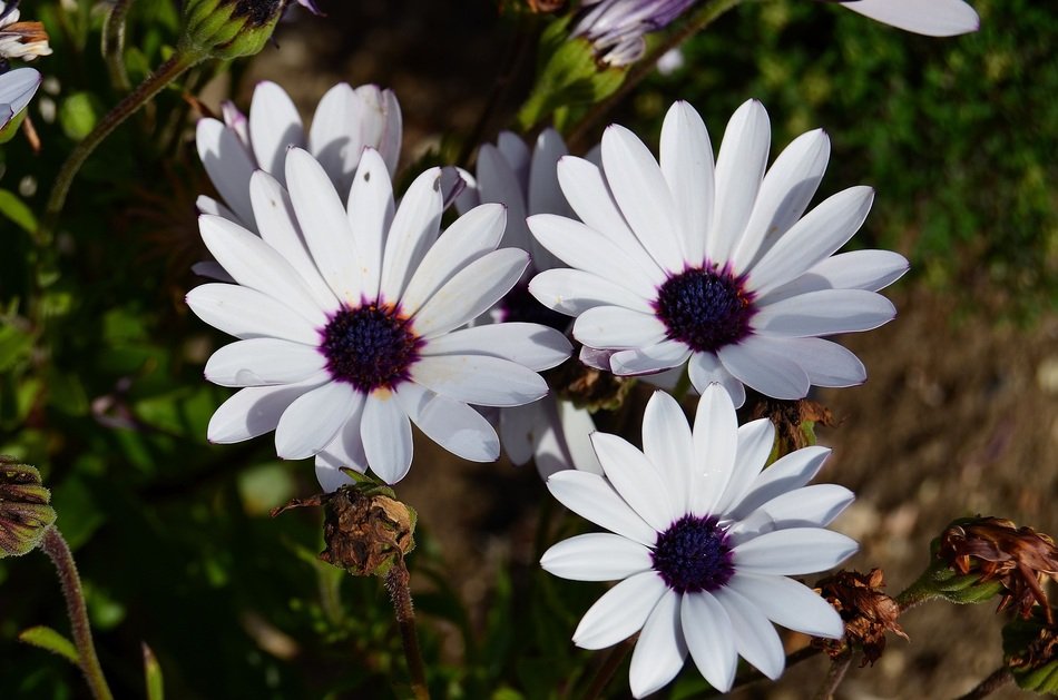 African Daisy Flowers Margaritas