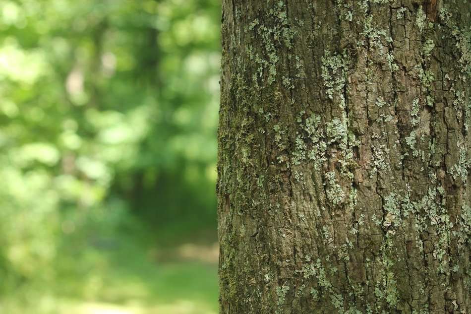 Tree Forest Background Scenery