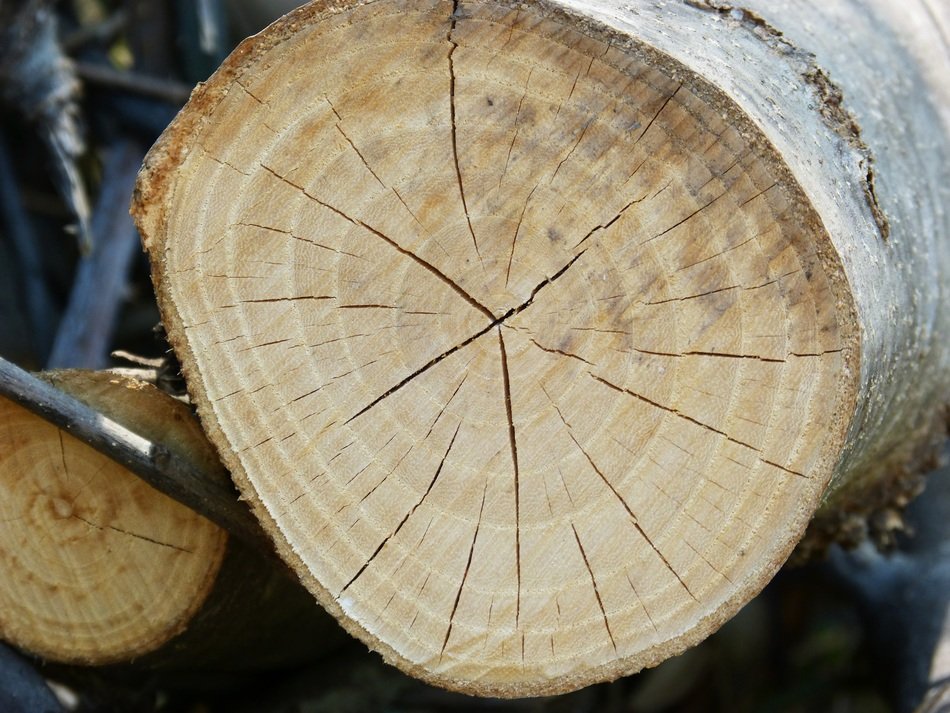 Trunk Wood Cracks Cut Trunk