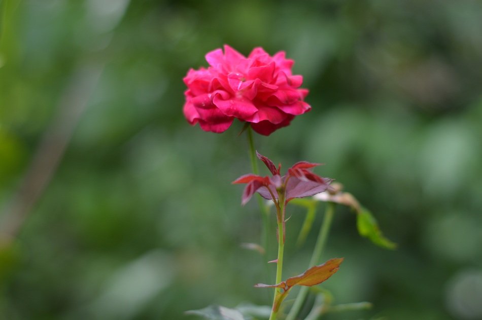 Roses Flower Pink Natural Fresh