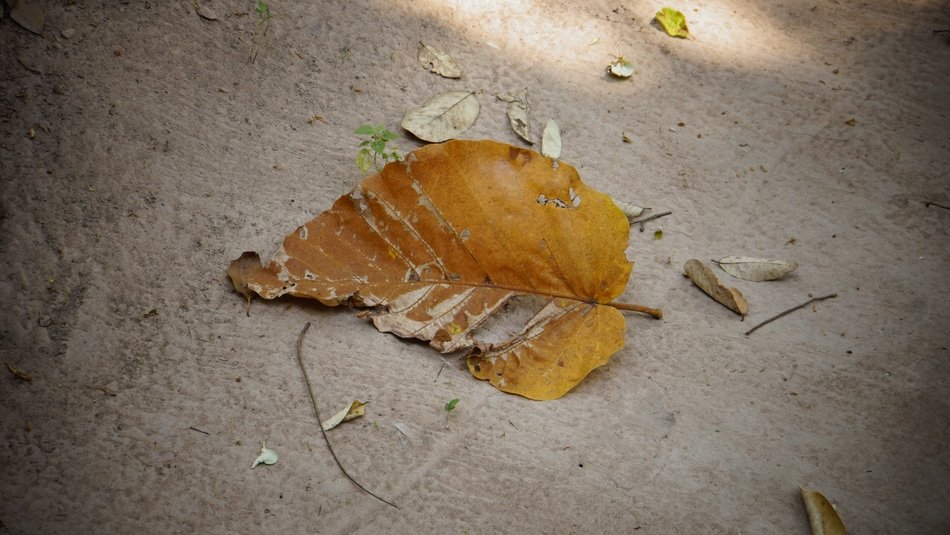 Autumn Leaves Drop Yellow Summer