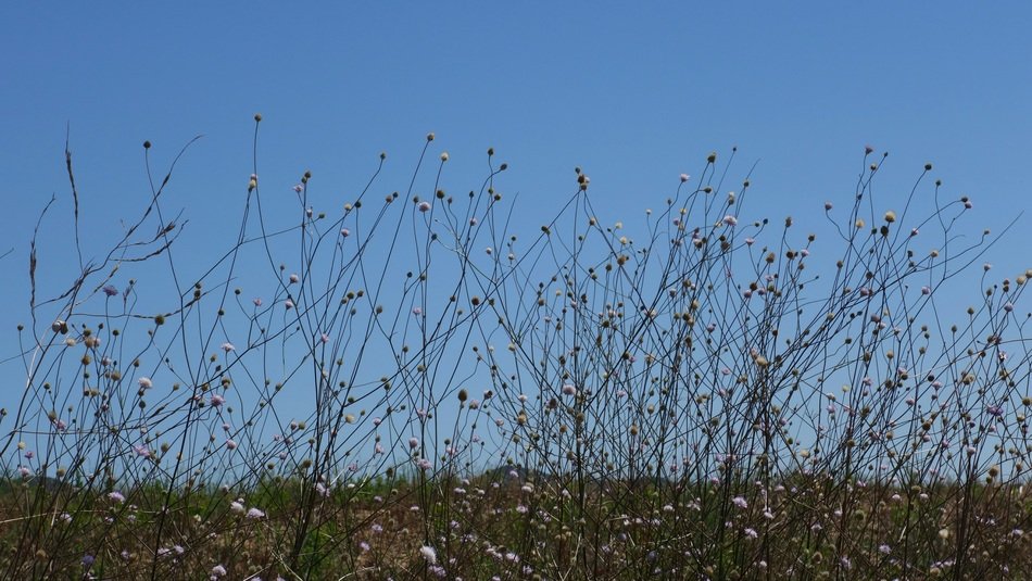 Meadow Silhouette Flowers